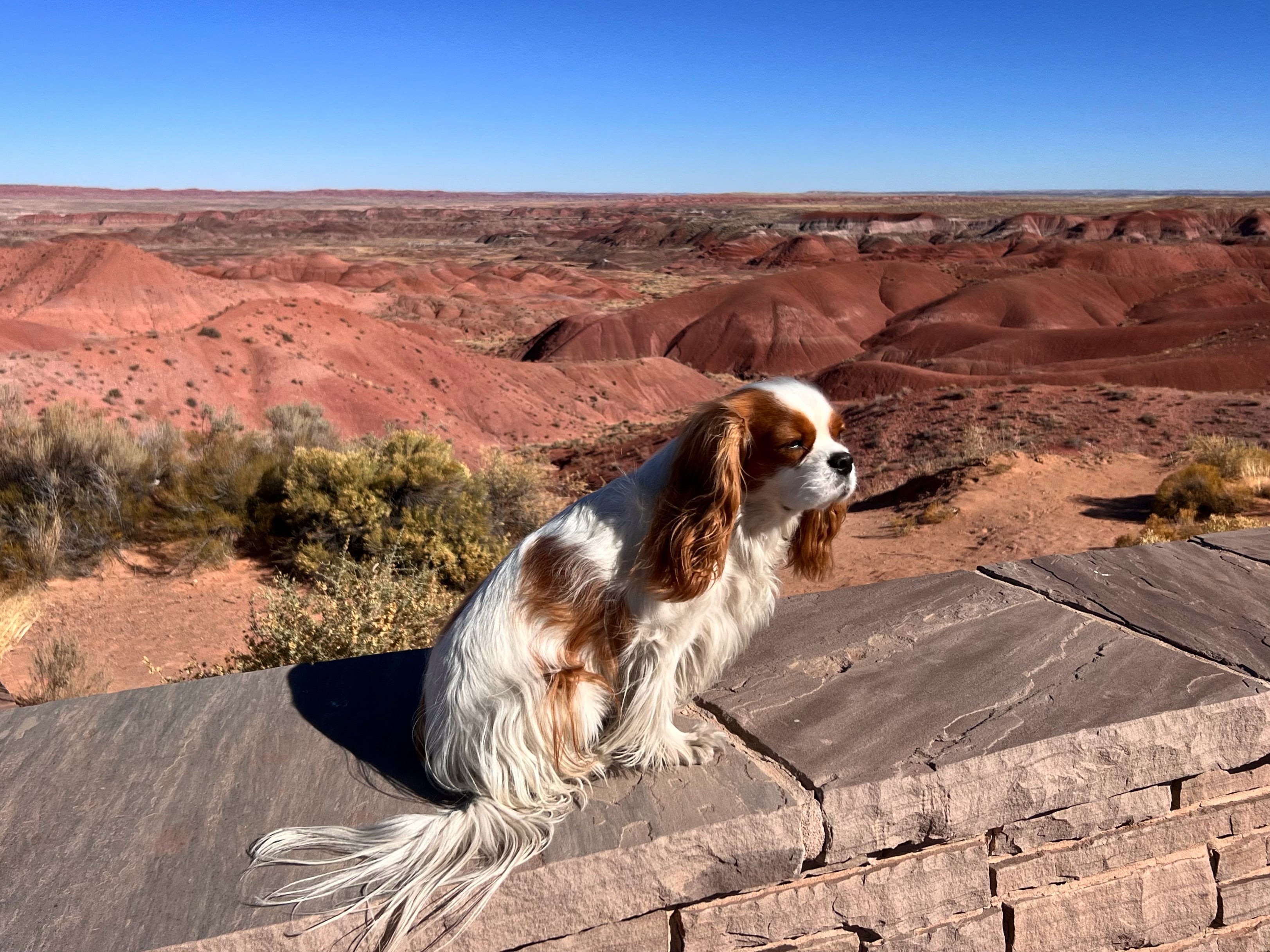 Dog sitting on a stone ledge with a scenic desert landscape in the background