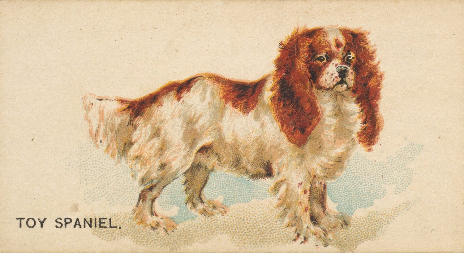Vintage card of a toy spaniel with a brown and white coat on a beige background.